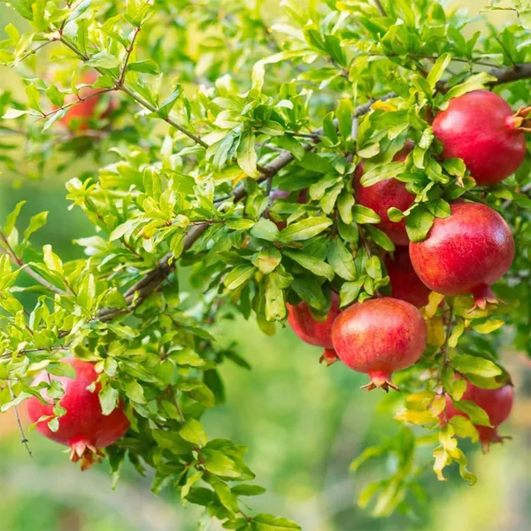 GM2_Pomegranate_Fruit_(Air_Layering/Grafted)_Anar_Plants_&_Tree(1.5-3_Feet_Size)