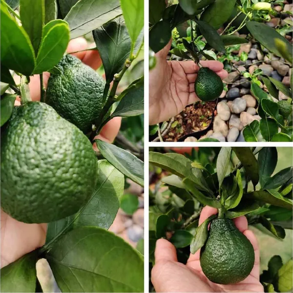 Dekopon_Orange_Grafted_Santra_Fruit_Plants_&_Tree(1-2_Feet_Size)