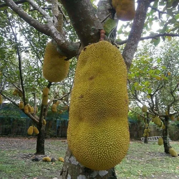 Giant_Jackfruit_Varikka_Katahal_Panasa_Chakka_Grafted_Fruit_Plants_&_Tree(1.5-3_Feet_Size)