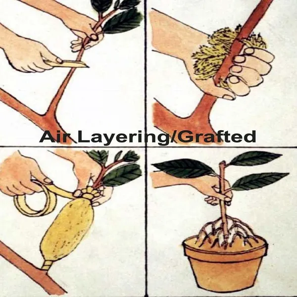 Bombai_Litchi_Lychee_Fruit_(Air_Layering/Grafted)_Plants_&_Tree(1-2_Feet_Size)