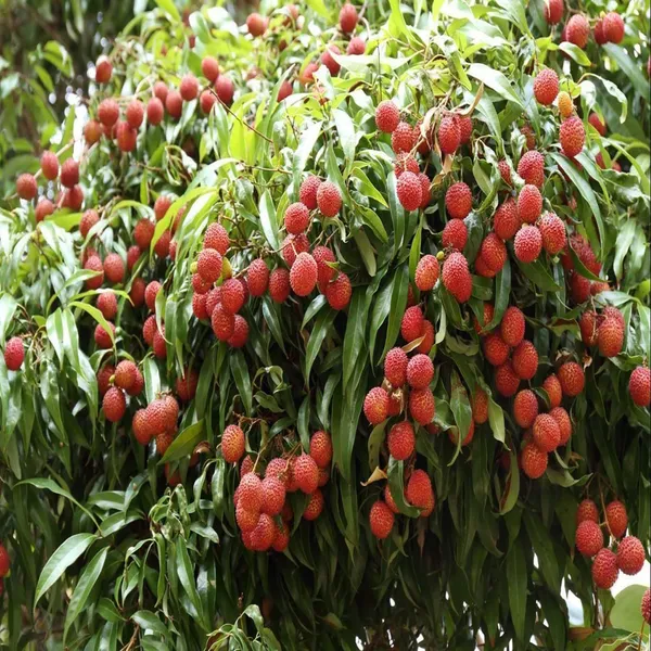 Chinensis_Litchi_Lychee_Fruit_(Air_Layering/Grafted)_Plants_&_Tree(1-2_Feet_Size)