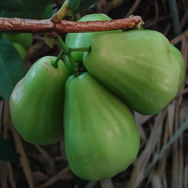Thai_Green_All_Time_Wax_Apple_Water_Apple_Java_Apple_Fruit_(Air_Layering/Grafted)_Plants_&_Tree(1.5-3_Feet_Size)