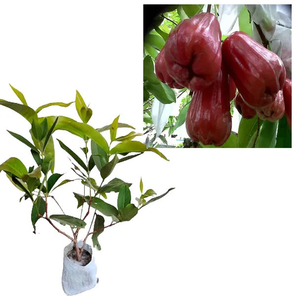 Red_Malay_Wax_Apple_Water_Apple_Java_Apple_Fruit_(Air_Layering/Grafted)_Plants_&_Tree(1.5-3_Feet_Size)