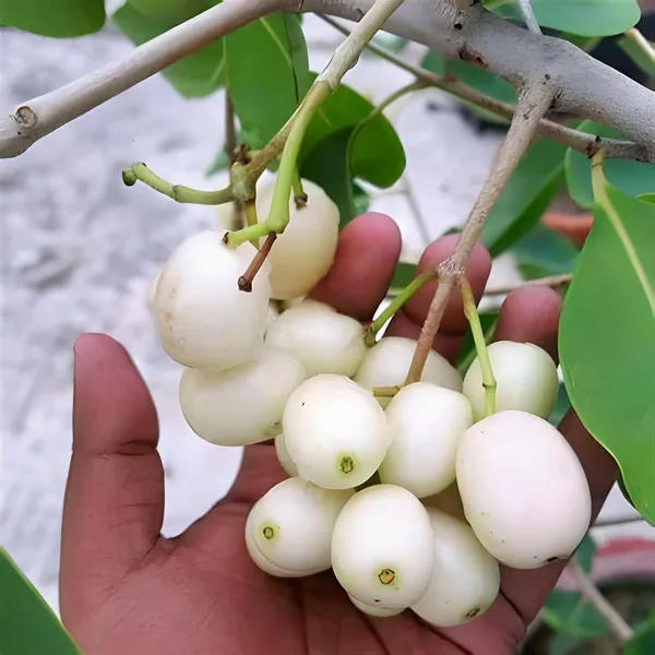White_Jamun_Jambolan_Grafted_Jam_Fruit_Plants_&_Tree(1.5-3_Feet_Size)