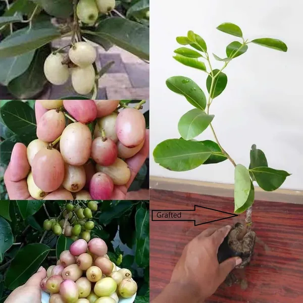 White_Jamun_Jambolan_Grafted_Jam_Fruit_Plants_&_Tree(1.5-3_Feet_Size)