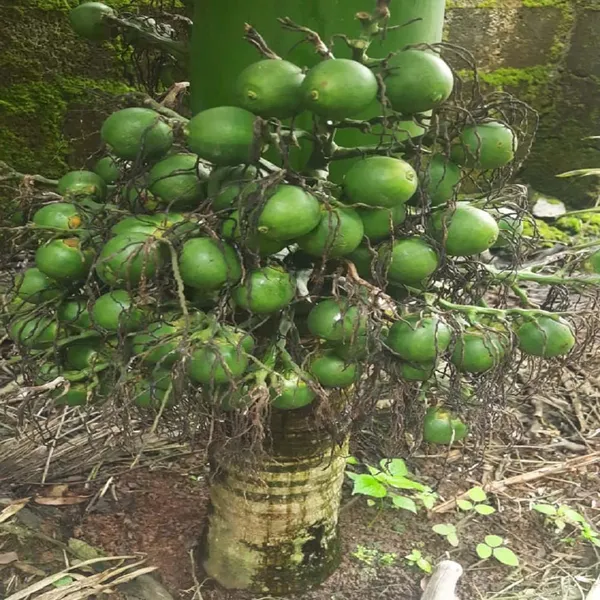 VTLAH_-2_Vittal_Hybrid-2_Arecanut_Betel_Nut_Hybrid_Dwarf_Plants_&_Tree(1.5-3_Feet_Size)