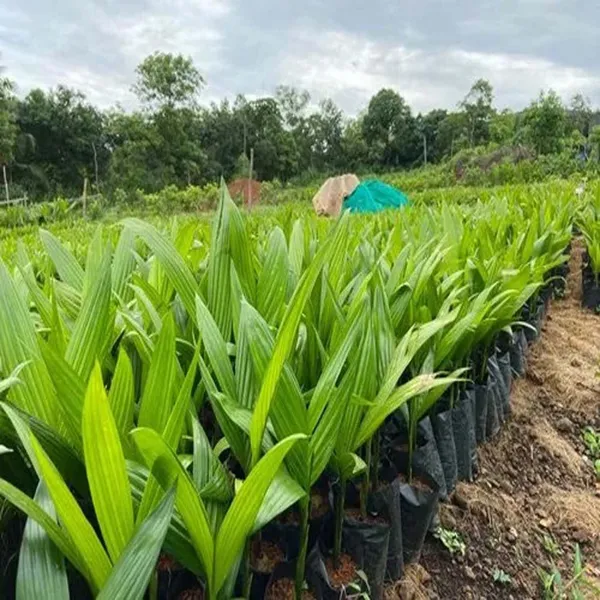 VTLAH_-2_Vittal_Hybrid-2_Arecanut_Betel_Nut_Hybrid_Dwarf_Plants_&_Tree(1.5-3_Feet_Size)