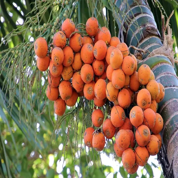 Assam_Pati_Arecanut_Betel_Nut_Plants_&_Tree(1.5-3_Feet_Size)