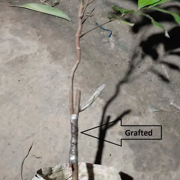 Khaki_Dragon_Eye_Longan_Grafted_Fruit_Plants_&_Tree(1-2_Feet_Size)