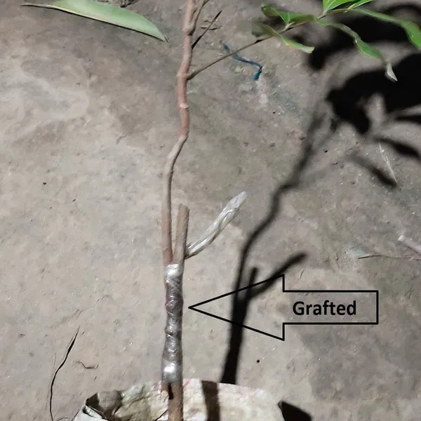 Diamond_River_Dragon_Eye_Longan_Grafted_Fruit_Plants_&_Tree(1-2_Feet_Size)