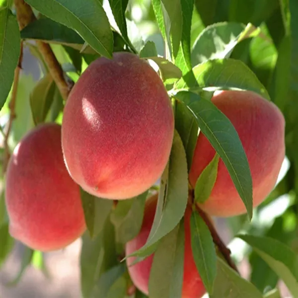 Floridaprince_Peach_Fruit_Grafted_Plants_&_Tree(2-3_Feet_Size)