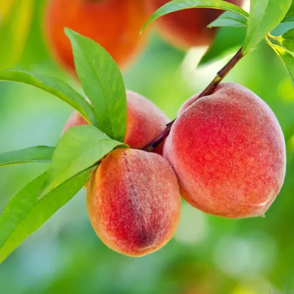 Shan_E_Punjab_Peach_Fruit_Grafted_Plants_&_Tree(2-3_Feet_Size)