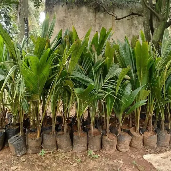 Ganga_Bondam_Coconut_Hybrid_Dwarf_Varaity_Fruit_Plants_&_Tree(2-4_Feet_Size)
