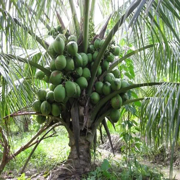 Mekong_Delta_Vietnam_Coconut_Hybrid_Dwarf_Varaity_Fruit_Plants_&_Tree(2-4_Feet_Size)