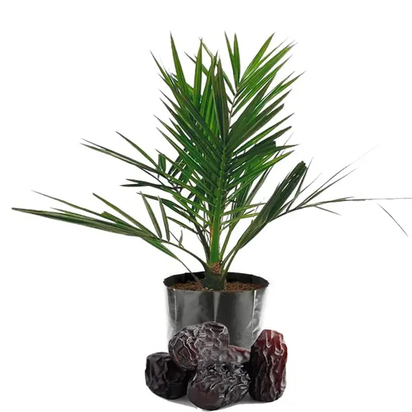 Dates_Palm_Ajwa_Khurma_Khajoor_Arabian_Dwarf_Fruit_Plants_&_Tree(1.5-3_Feet_Size)