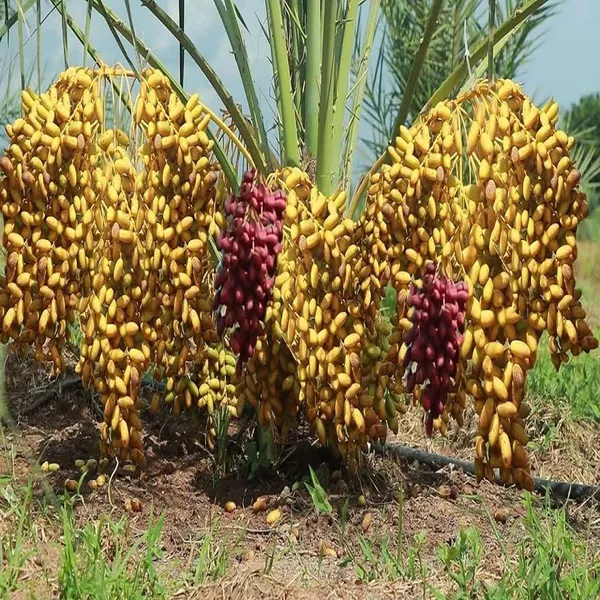 Deglet_Noor_Dates_Palm_Khurma_Khajoor_Arabian_Dwarf_Fruit_Plants_&_Tree(1.5-3_Feet_Size)