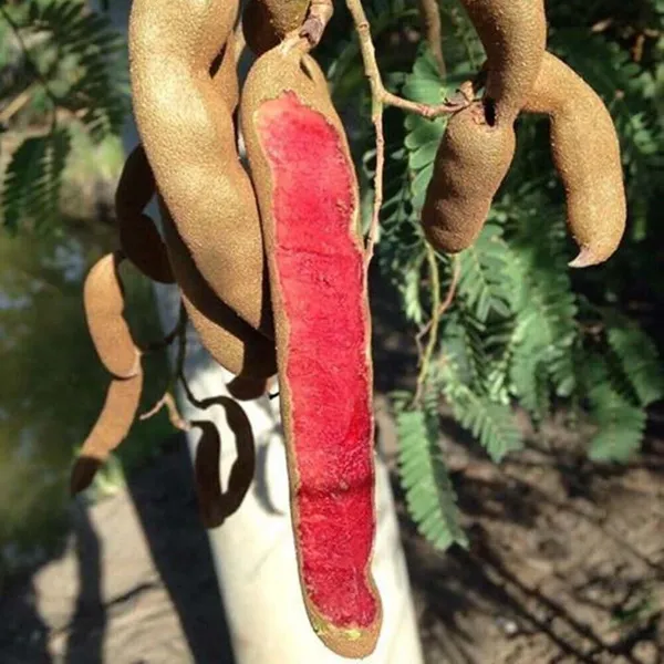 Red_Sweet_Tamarind_Imli_Fruit_Grafted_Plants_&_Tree(1.5-3_Feet_Size)
