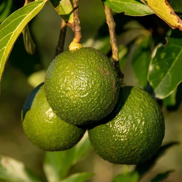 Avocado_Monroe_Round_Butter_Fruit_Grafted_Plants_&_Tree(1.5-3_Feet_Size)