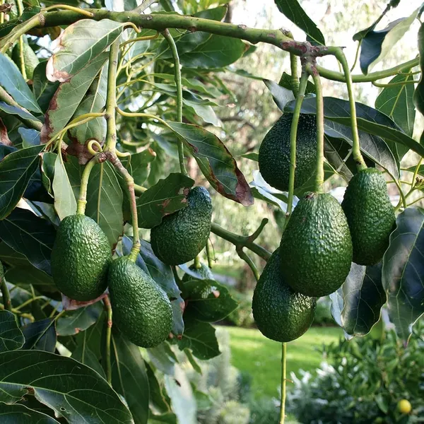 Hass_Avocado_Butter_Fruit_Grafted_Plants_&_Tree(1.5-3_Feet_Size)