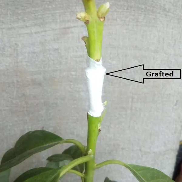 Hass_Avocado_Butter_Fruit_Grafted_Plants_&_Tree(1.5-3_Feet_Size)
