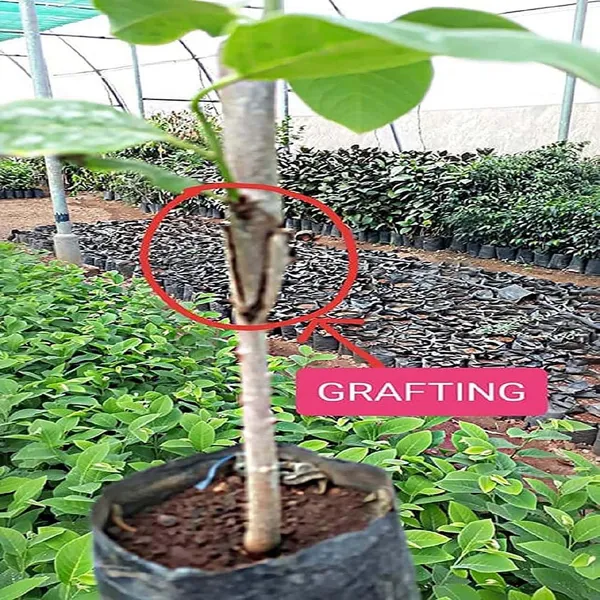 Balanagar_Green_Custard_Apple_Sitafal_Ata_Variety_Sugar_Apple_Fruit_Grafted_Plants_&_Tree(1.5-3_Feet_Size)