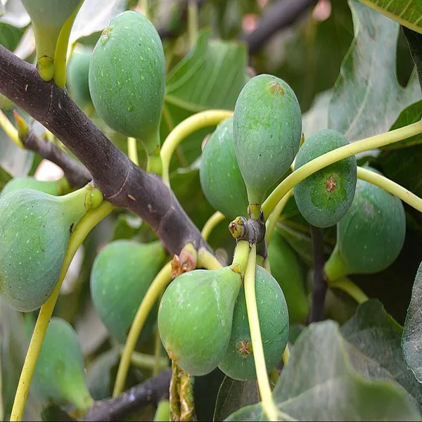 Common_Anjeer_Fig_Fruit_(Air_Layering/Grafted)_Plants_&_Tree(1-2_Feet_Size)