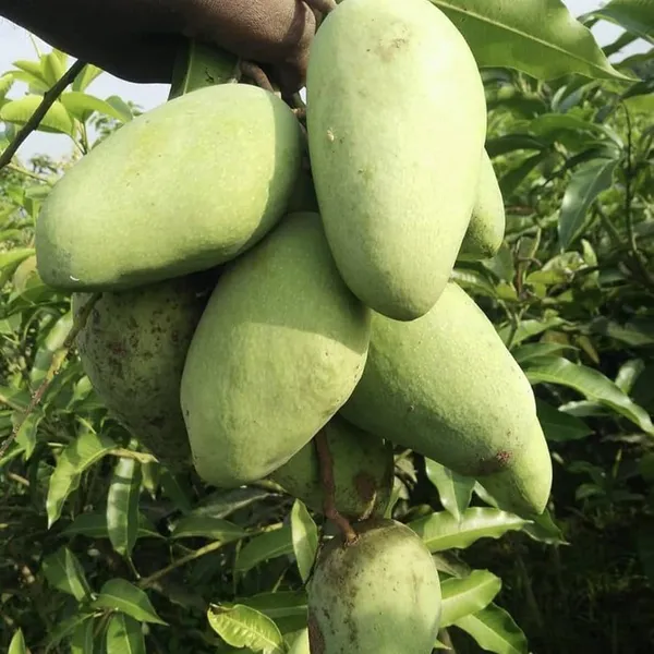 Thai_Catimon_Katimon_All_Time_Sweet_Mango_Grafted_Aam_Fruit_Plants_&_Tree(1.5-3_Feet_Size)