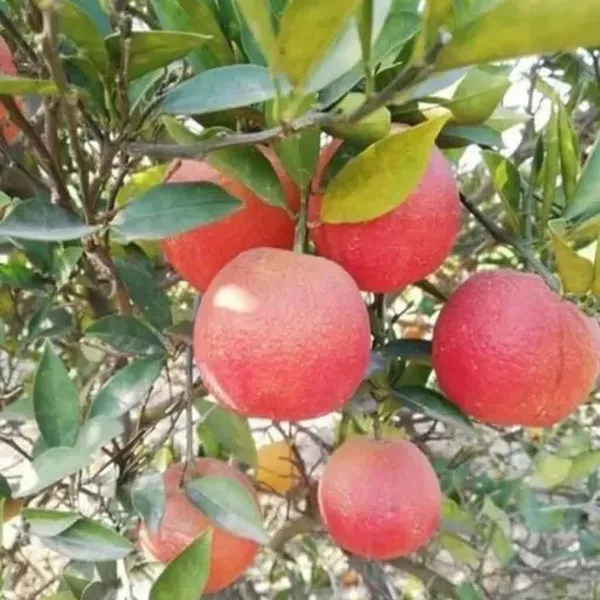 Red_Malta_Mosambi_Grafted_Fruit_Plants_&_Tree(1-2_Feet_Size)