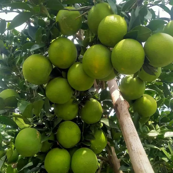 Sathgudi_Mosambi_Grafted_Fruit_Plants_&_Tree(1-2_Feet_Size)
