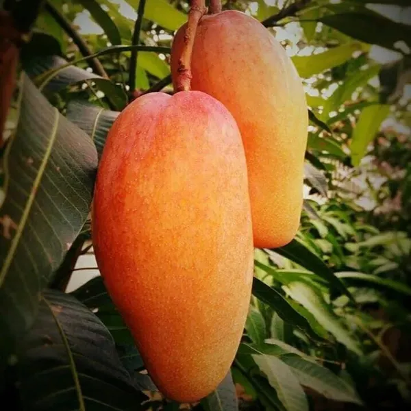 Xi_Shi_11_Shi_Mango_Grafted_Aam_Fruit_Plants_&_Tree(1.5-3_Feet_Size)