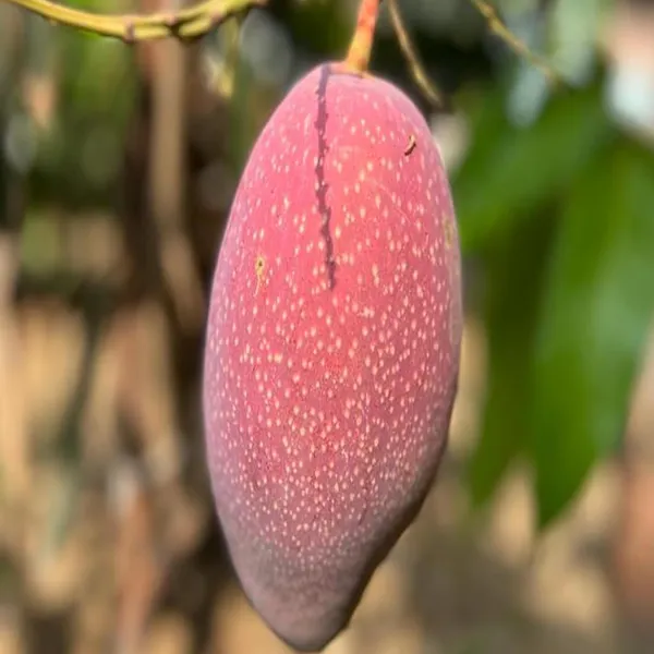 Xi_Shi_11_Shi_Mango_Grafted_Aam_Fruit_Plants_&_Tree(1.5-3_Feet_Size)