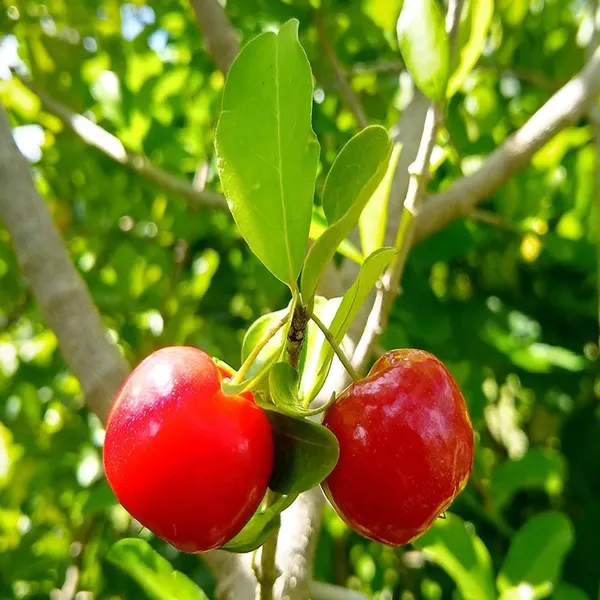 Barbados_Cherry_Apple_Cherries_Fruit_(Air_Layering/Grafted)_Plants_&_Tree(1-2_Feet_Size)