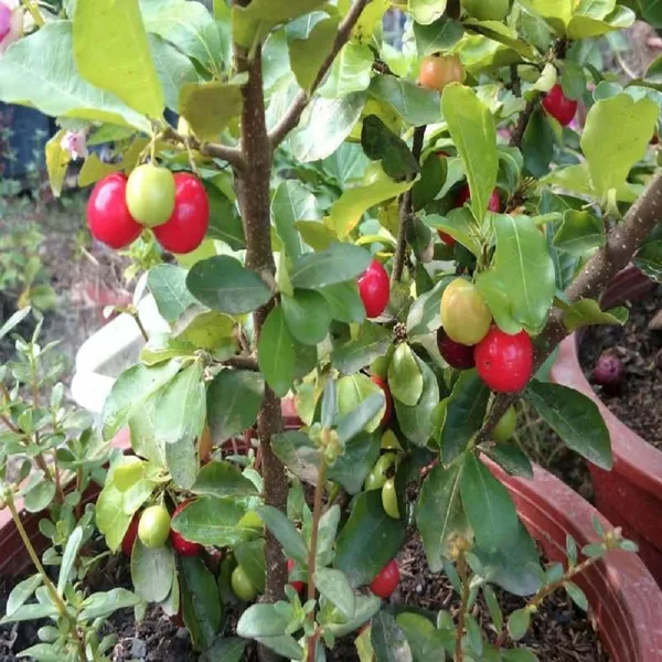 Barbados_Cherry_Apple_Cherries_Fruit_(Air_Layering/Grafted)_Plants_&_Tree(1-2_Feet_Size)