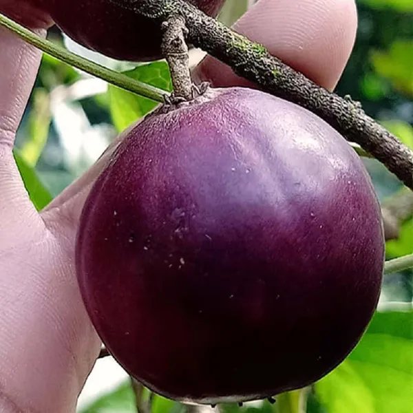 Manila_Tennis_Ball_Cherry_Cherries_Fruit_(Air_Layering/Grafted)_Plants_&_Tree(1-2_Feet_Size)