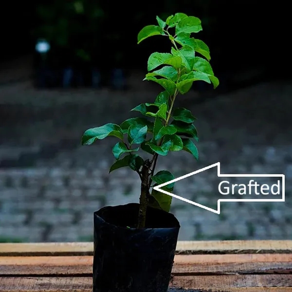 Manila_Tennis_Ball_Cherry_Cherries_Fruit_(Air_Layering/Grafted)_Plants_&_Tree(1-2_Feet_Size)