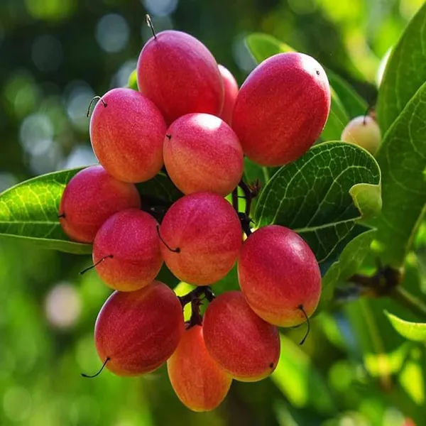 Karonda_Carissa_Carandas_Cherry_Cherries_Fruit_(Air_Layering/Grafted)_Plants_&_Tree(1-2_Feet_Size)