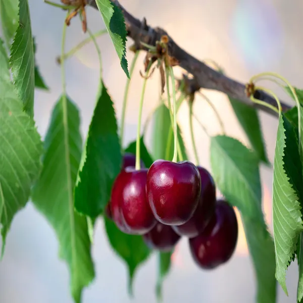 Apple_Sylvia_Cherry_Original_Fruit_Grafted_Plant_(1.5-3_Feet_Height)