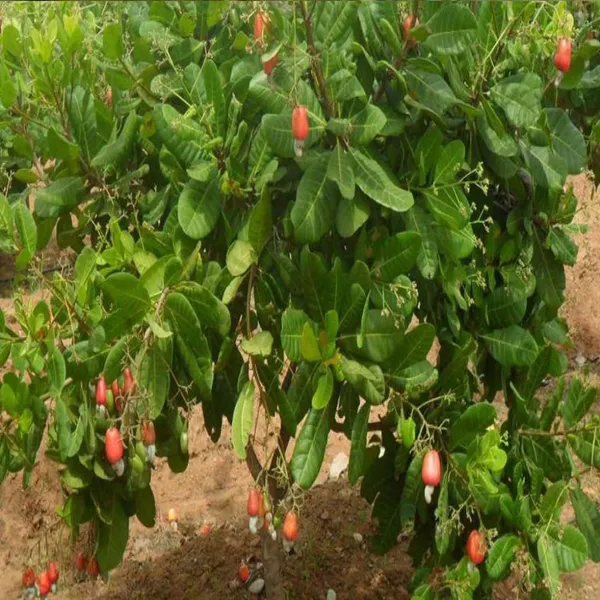 Jhargram_1_Cashew_Grafted__Nut_Kaju_Fruit_Plants_&_Tree(1.5-3_Feet_Size)