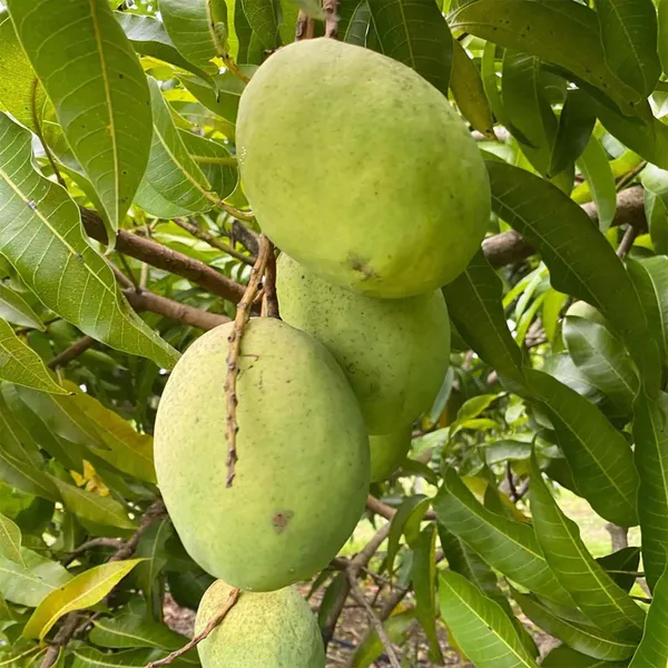 Coconut_Cream_Mango_Grafted_Aam_Fruit_Plants_&_Tree(1.5-3_Feet_Size)