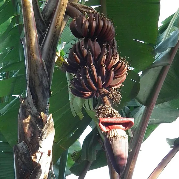 Red_Banana_Tissue_Caltured_Fruit_Plants_&_Tree_(1-2_Feet_Size)