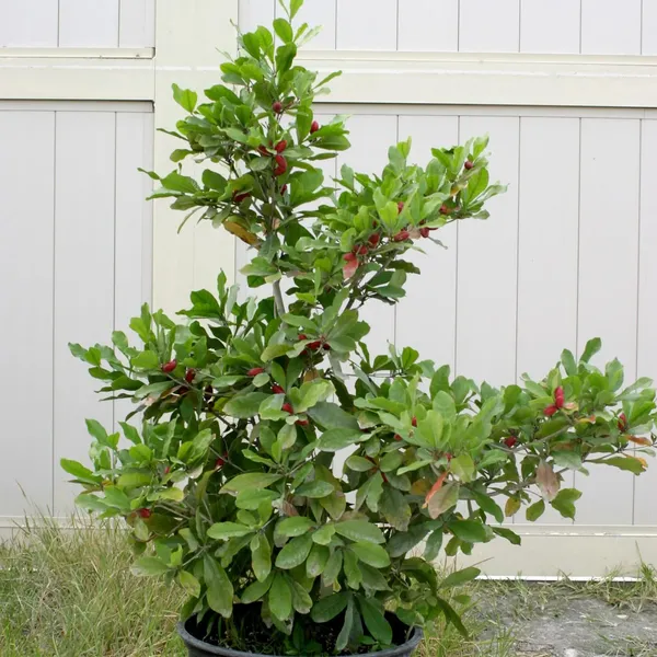 Miracle_Berry_Fruit_(Air_Layering/Grafted)_Plants_&_Tree(1-2_Feet_Size)