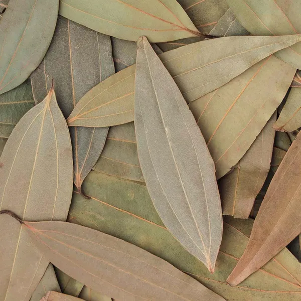 Tej_Patta_Indian_Bay_Leaf_Cinnamomum_Tamala_Patram_Spice_Plants_&_Tree(1.5-3_Feet_Size)