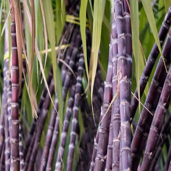 Soft_Filipino_Black_Sugarcane_Plants_&_Tree_(1.5-3_Feet_Size)