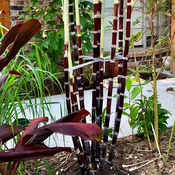 Soft_Filipino_Black_Sugarcane_Plants_&_Tree_(1.5-3_Feet_Size)
