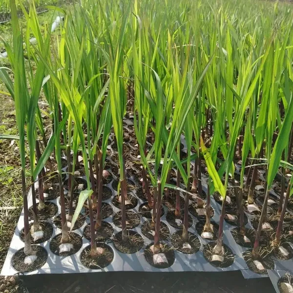 Soft_Filipino_Black_Sugarcane_Plants_&_Tree_(1.5-3_Feet_Size)