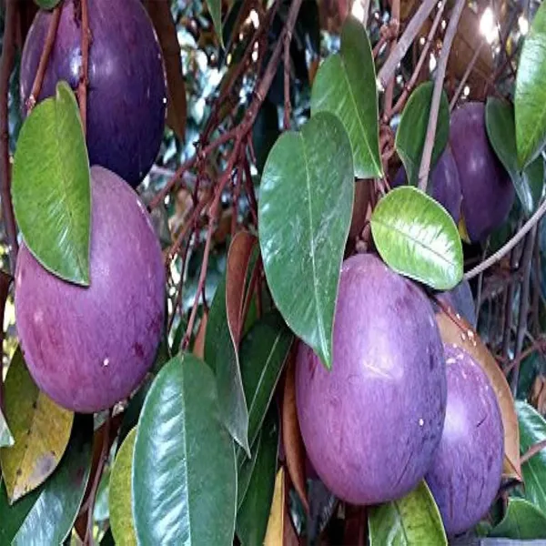 Milk_Fruit_Plants_&_Tree(1.5-3_Feet_Size)
