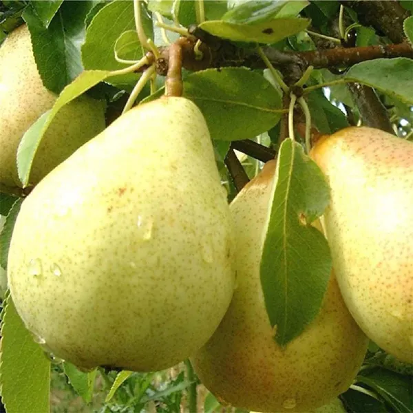 Babugosha_Pear_Pyrus_Communis_Nashpati_Fruit_(Air_Layering/Grafted)_Plants_&_Tree(1.5-3_Feet_Size)