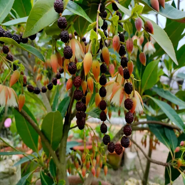Rudraksha_Nepal_Plants_&_Tree_(1.5-3_Feet_Size)