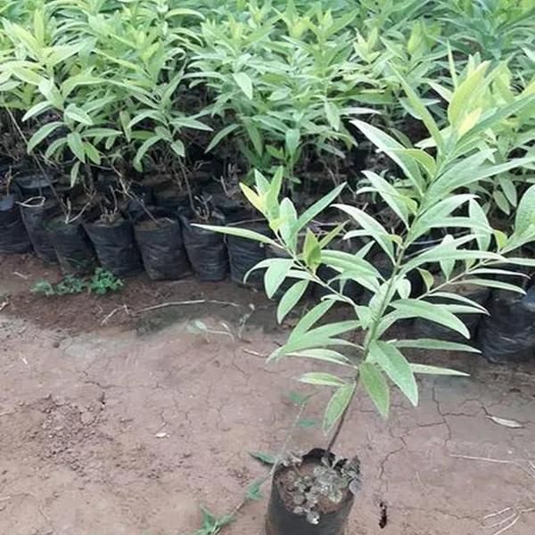 White_Sandalwood_Chandan_Avenue_Plants_&_Tree(1.5-3_Feet_Size)
