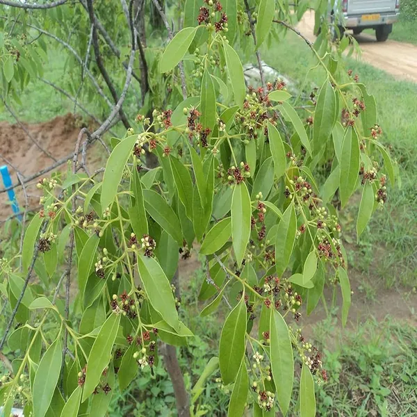White_Sandalwood_Chandan_Avenue_Plants_&_Tree(1.5-3_Feet_Size)